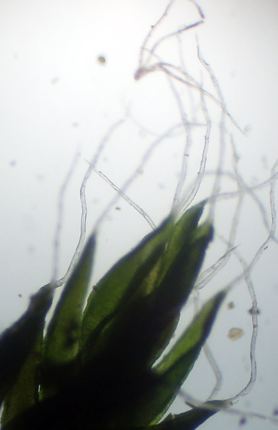 Muschi identificati con Dryades?